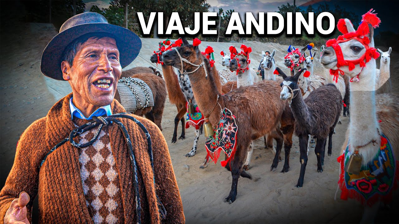 La travesía de los ANDES A LA COSTA: las llamas regresan después de 60 años | DOCUMENTAL
