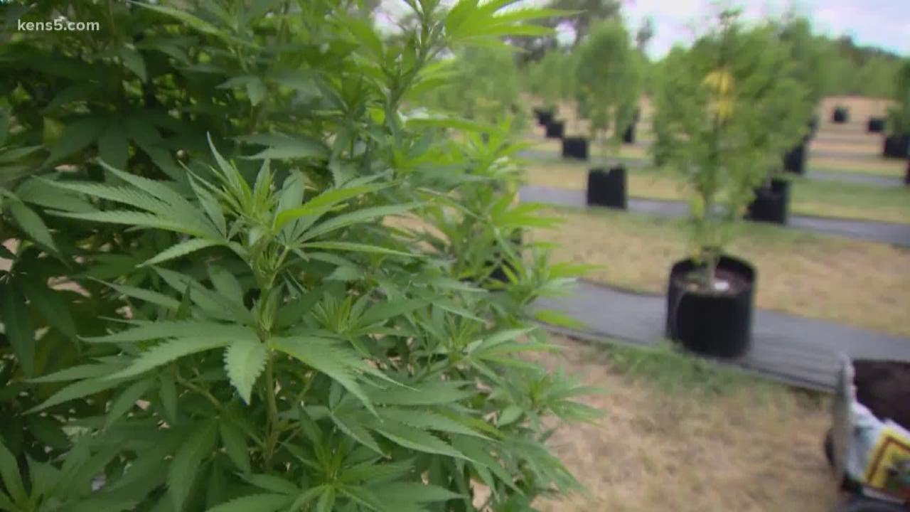 The first cannabis hemp farm sets up shop outside of Boerne