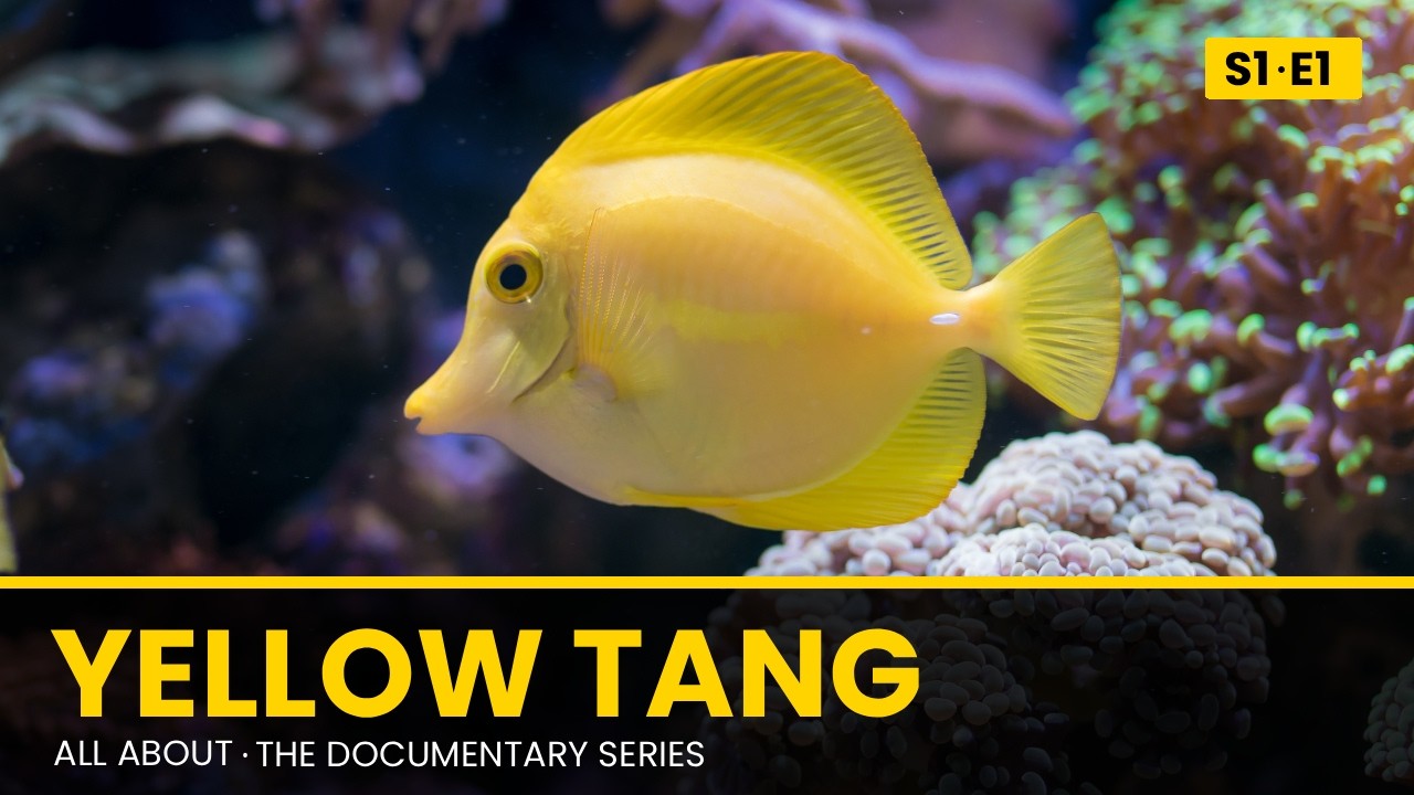 Yellow Tang: Natural History & Aquarium Care | All About Documentary Series