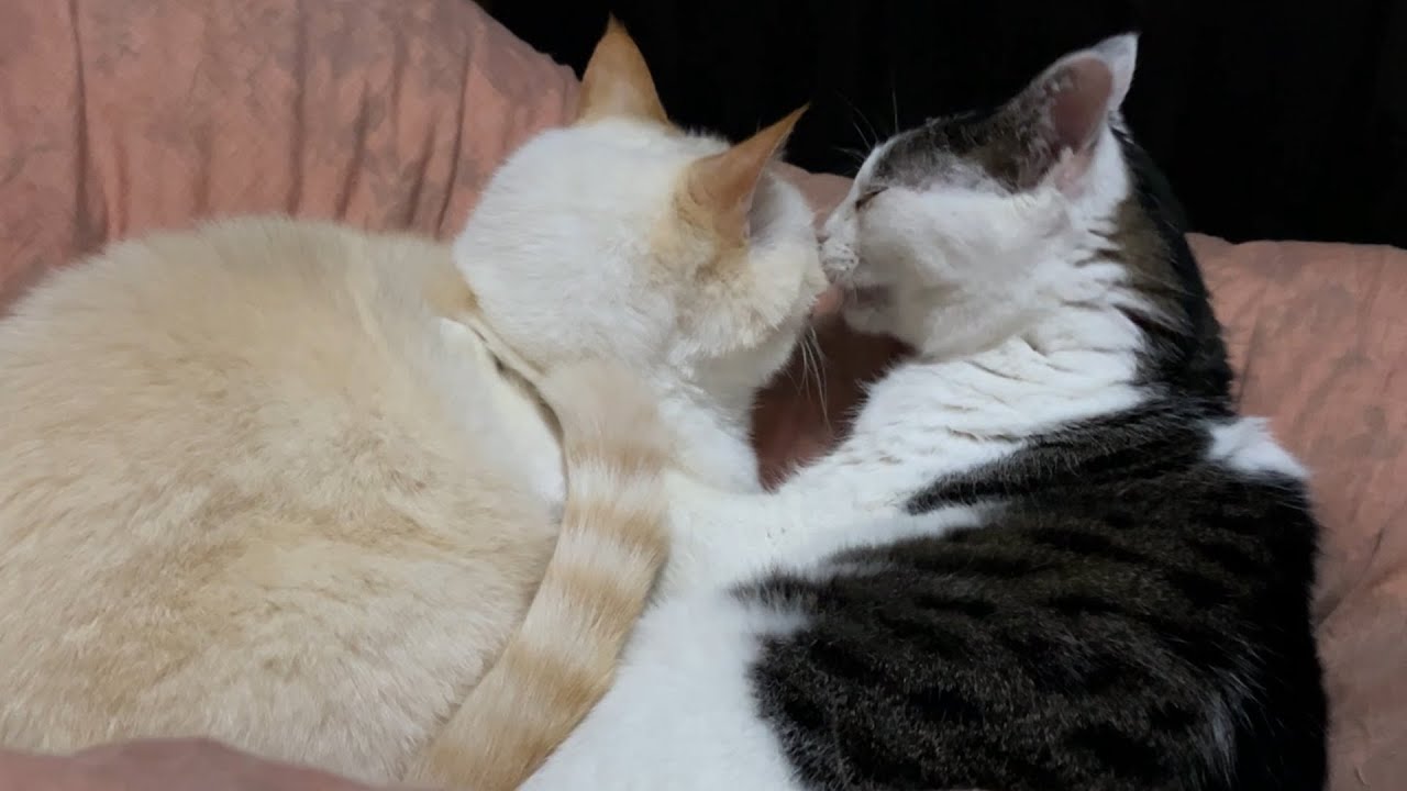 猫だけど魚よりこっちの方が好きなんです、食べたくて追いかけて行くけど隠された猫は・・仕方なくこうなりました