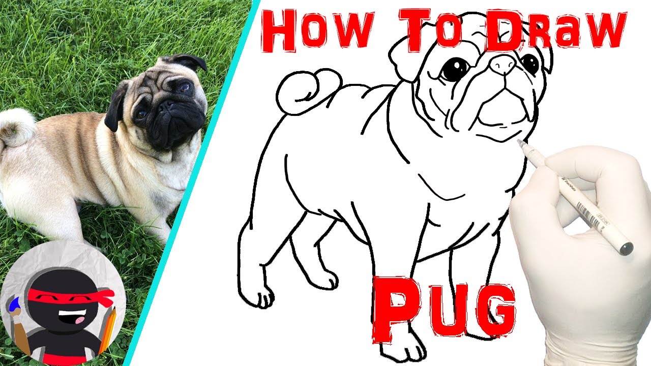 How To Draw a Pug | Easy, Step By Step Tutorials For Beginners