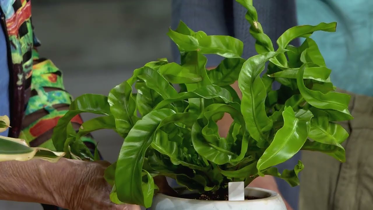 Interesting Indoor Plants | Making It Grow