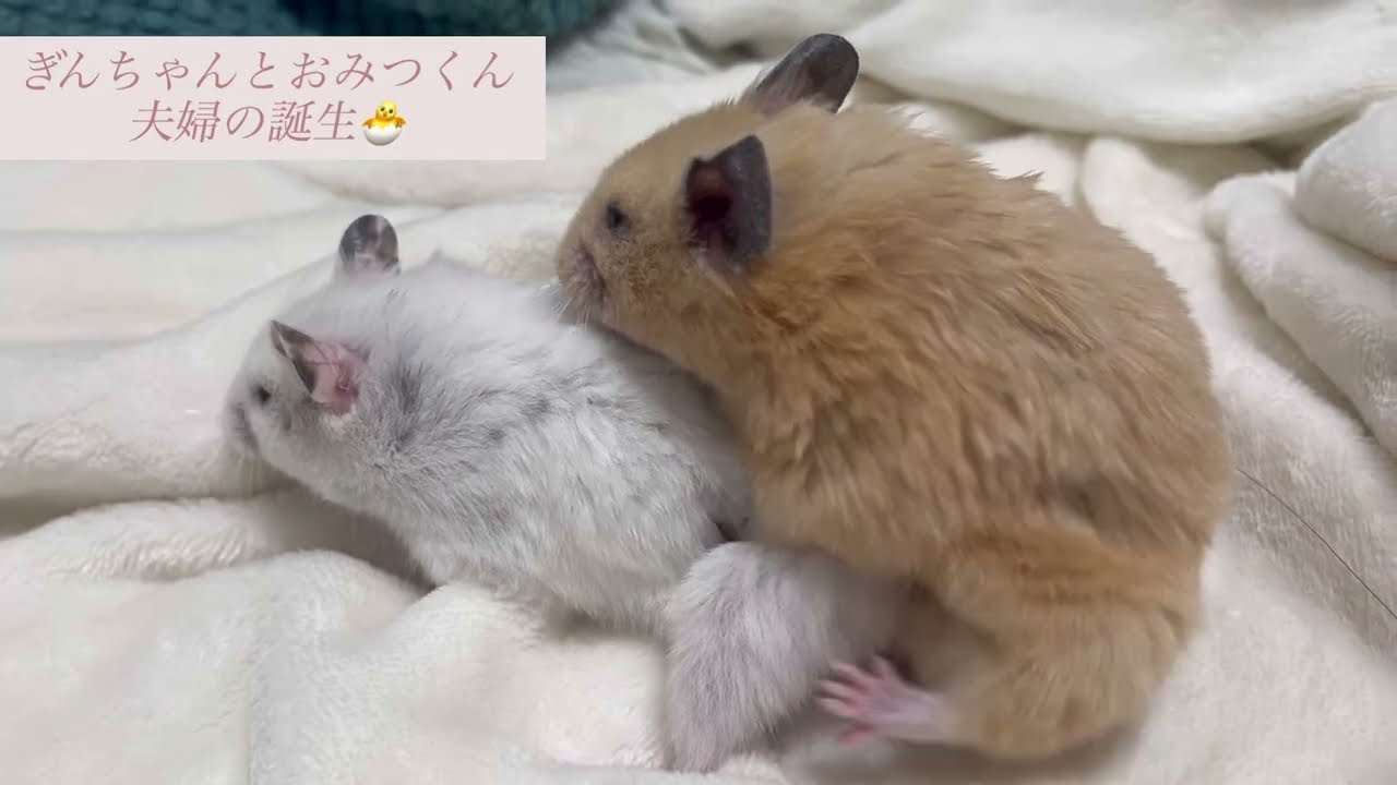 【妊娠と出産】ダルメシアン✖️キンクマの🐻‍❄️🧸交尾から出産。そして2匹の赤ちゃんが旅立ちました。