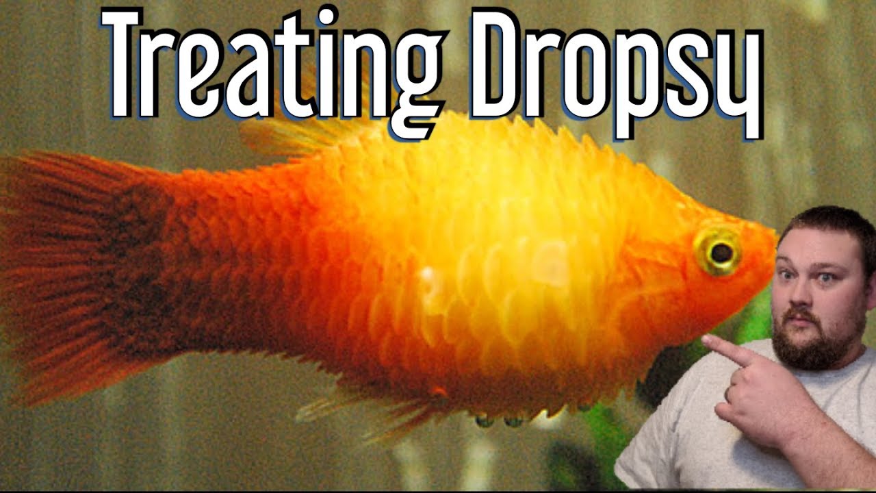 Dropsy - How to Treat it!