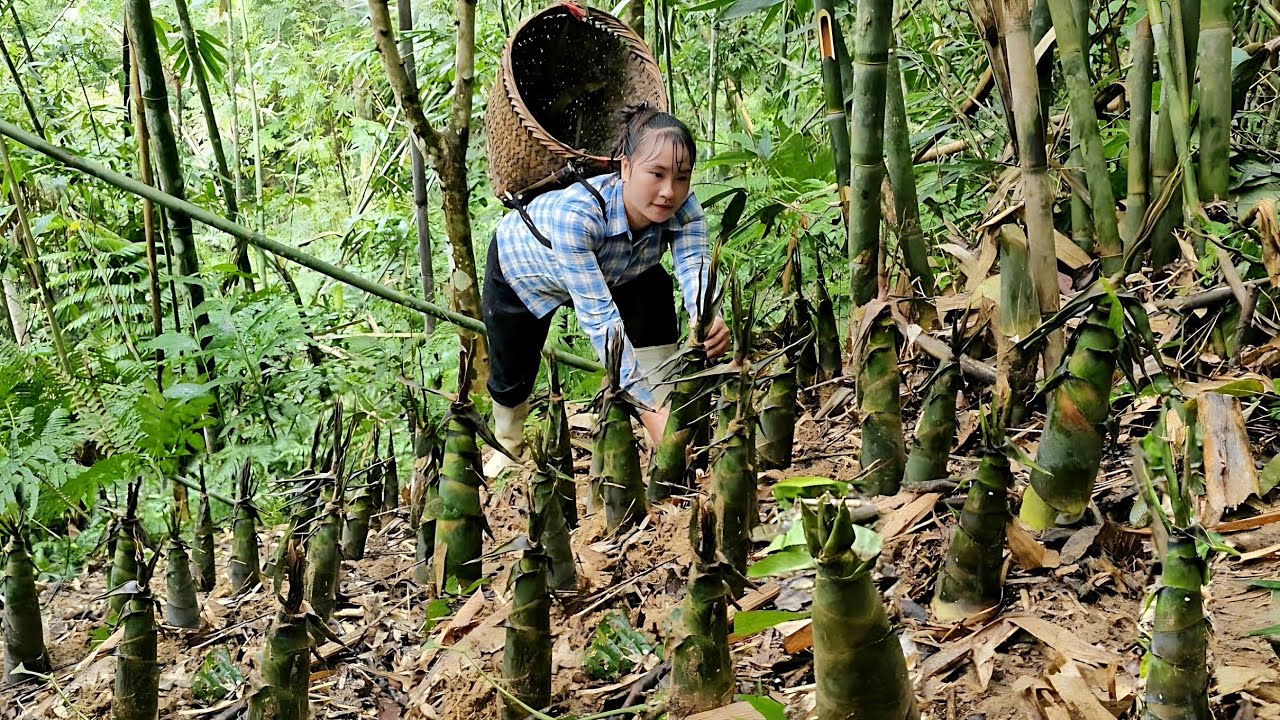 Daily life Harvest bamboo shoots and take them to the market to sell | Tương Thị Mai
