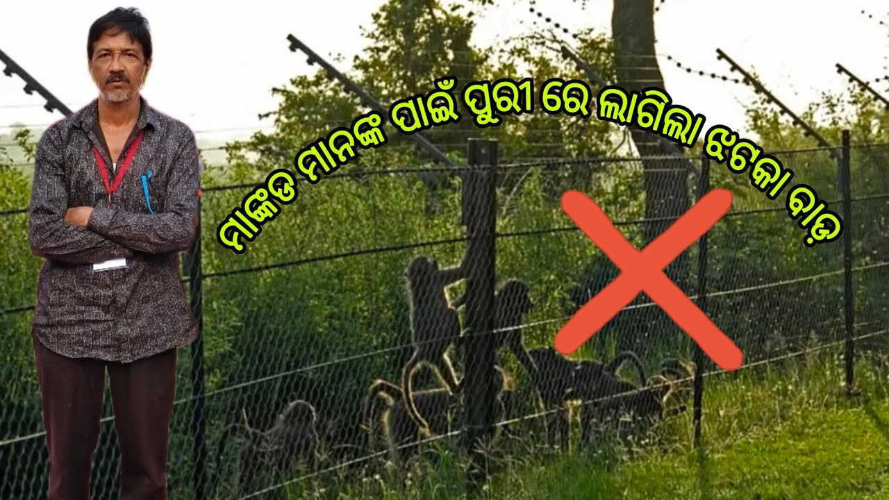 ମାଙ୍କଡ ମାନଙ୍କ ପାଇଁ ପୁରୀ ରେ ଲାଗିଲା ଝଟକା ବାଡ଼ 🐒⚡