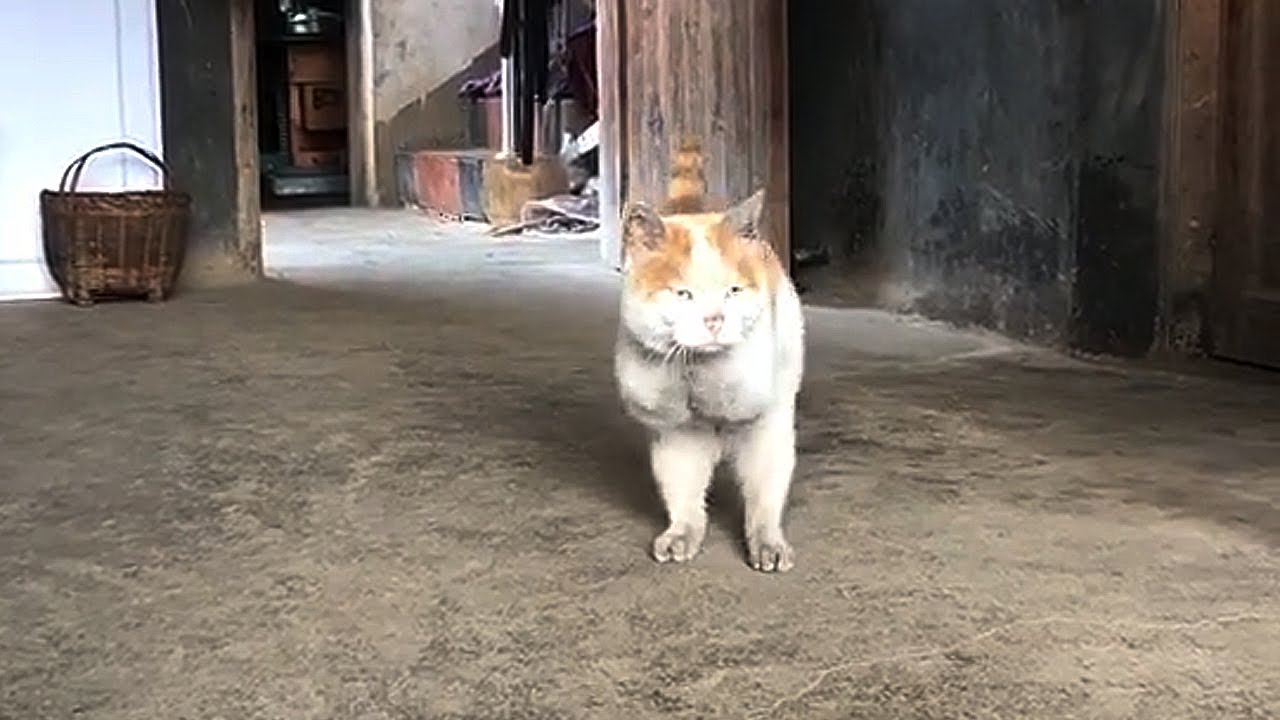 Бабушка приютила бездомную кошку без передних лап...