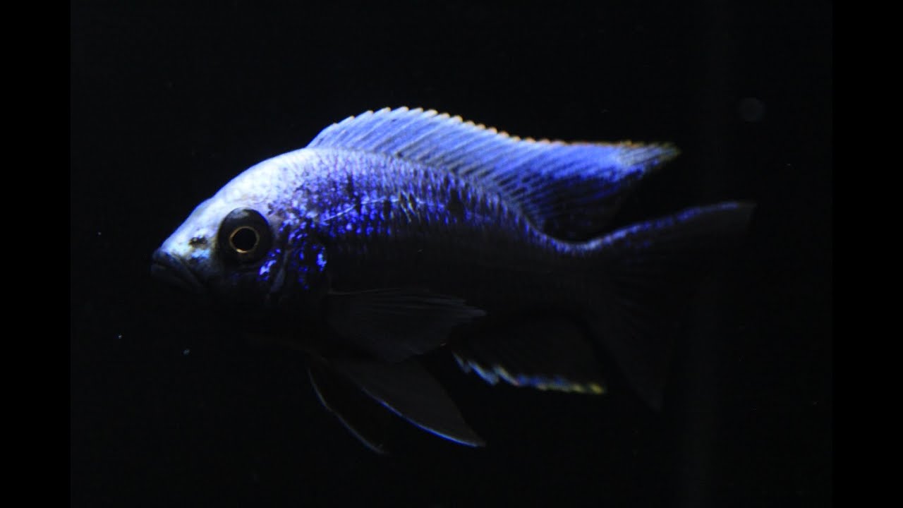 Copadichromis Trewavasae 'Lupingu' - Progress is Beautiful