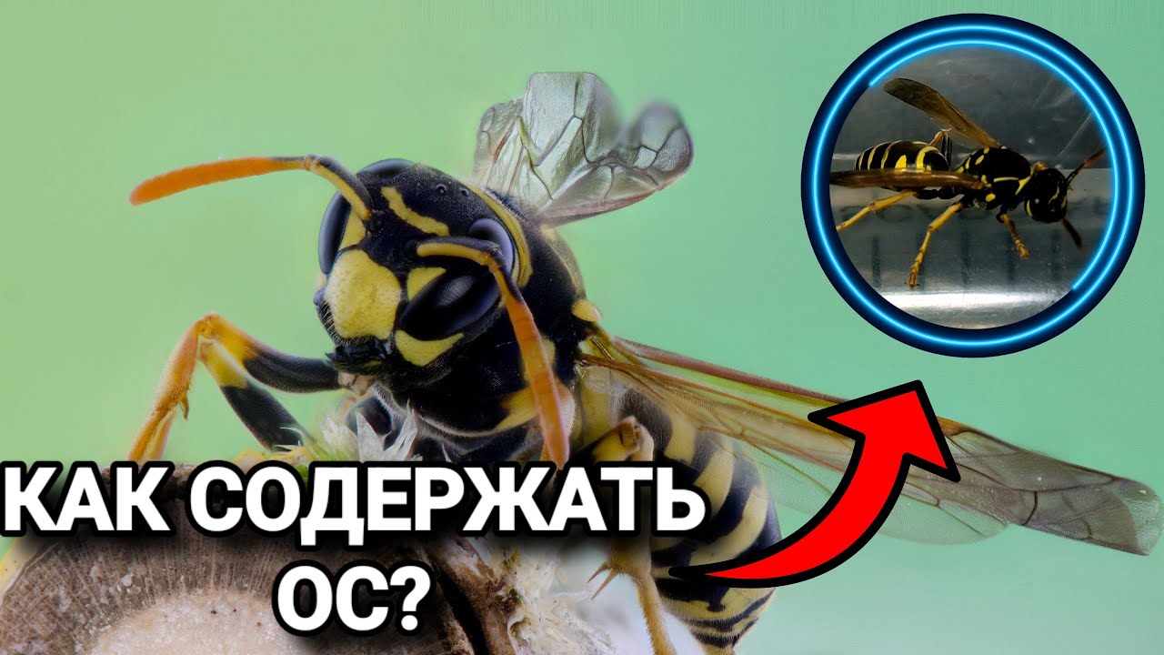 КАК СОДЕРЖАТЬ ОС В ДОМАШНИХ УСЛОВИЯХ? Всё о веспакиперстве.