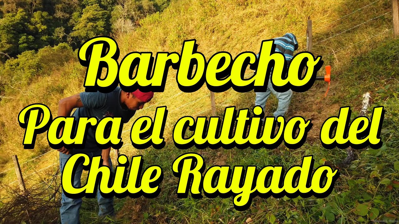El Barbecho