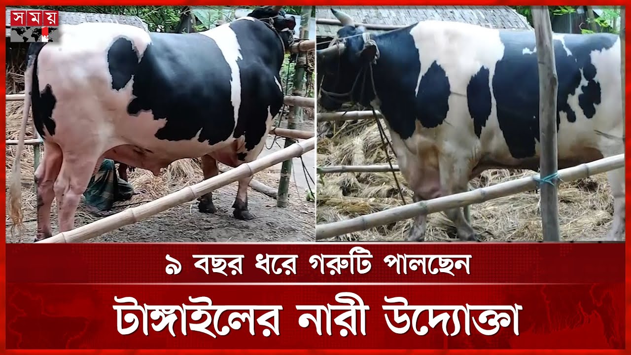 হাট মাতাবে ৫৪ মণের মানিক! | Biggest Cow | Cow Market | Tangail News | Somoy TV