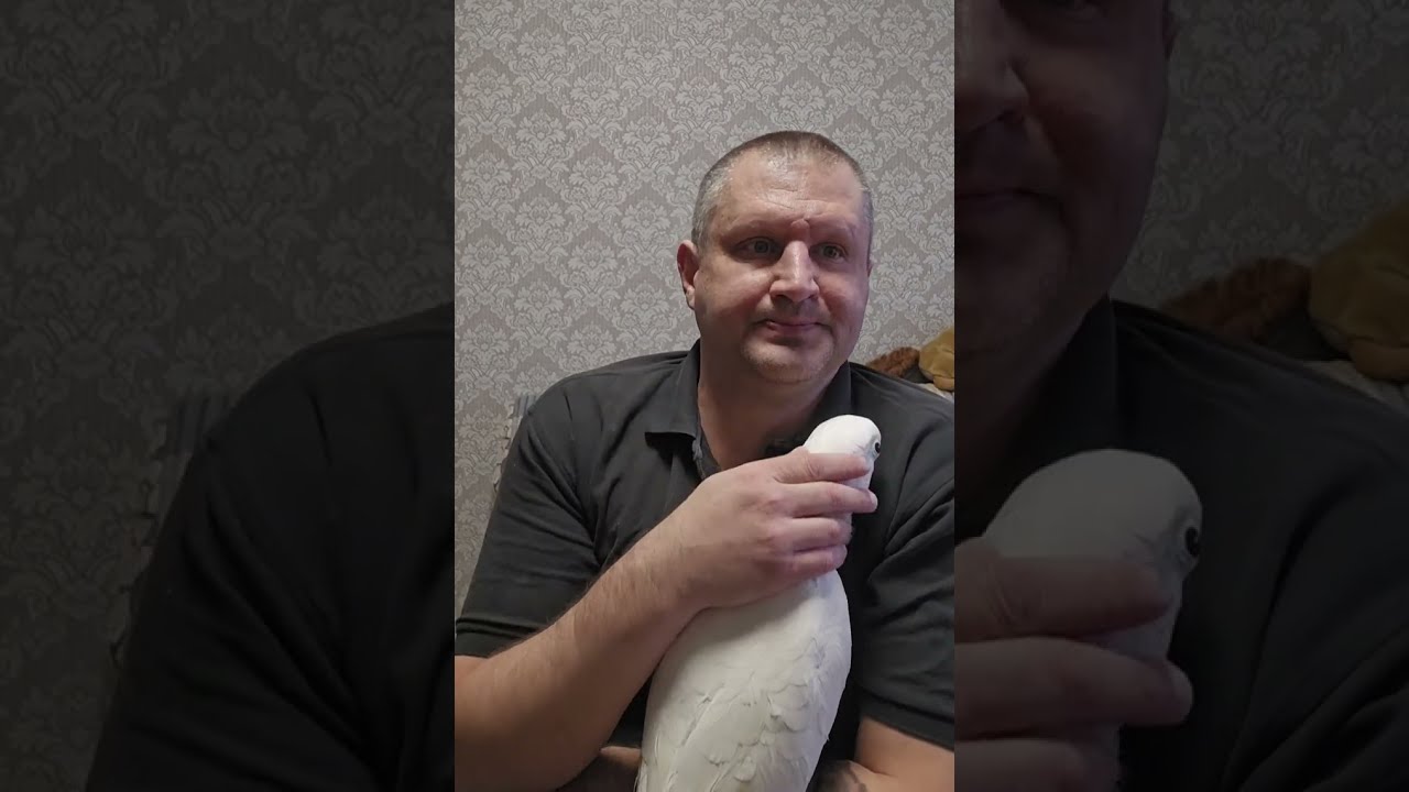 Вся правда о попугае АРАТИНГА