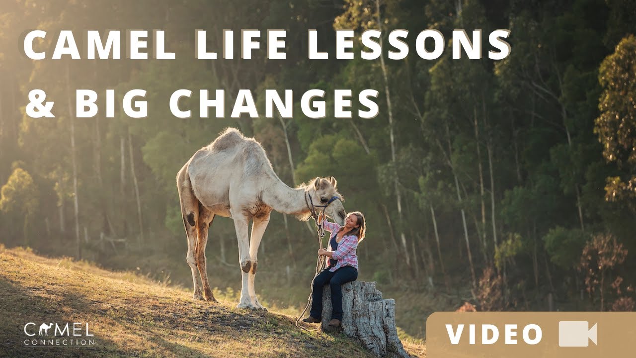 Camel Life Lesson & BIG Changes