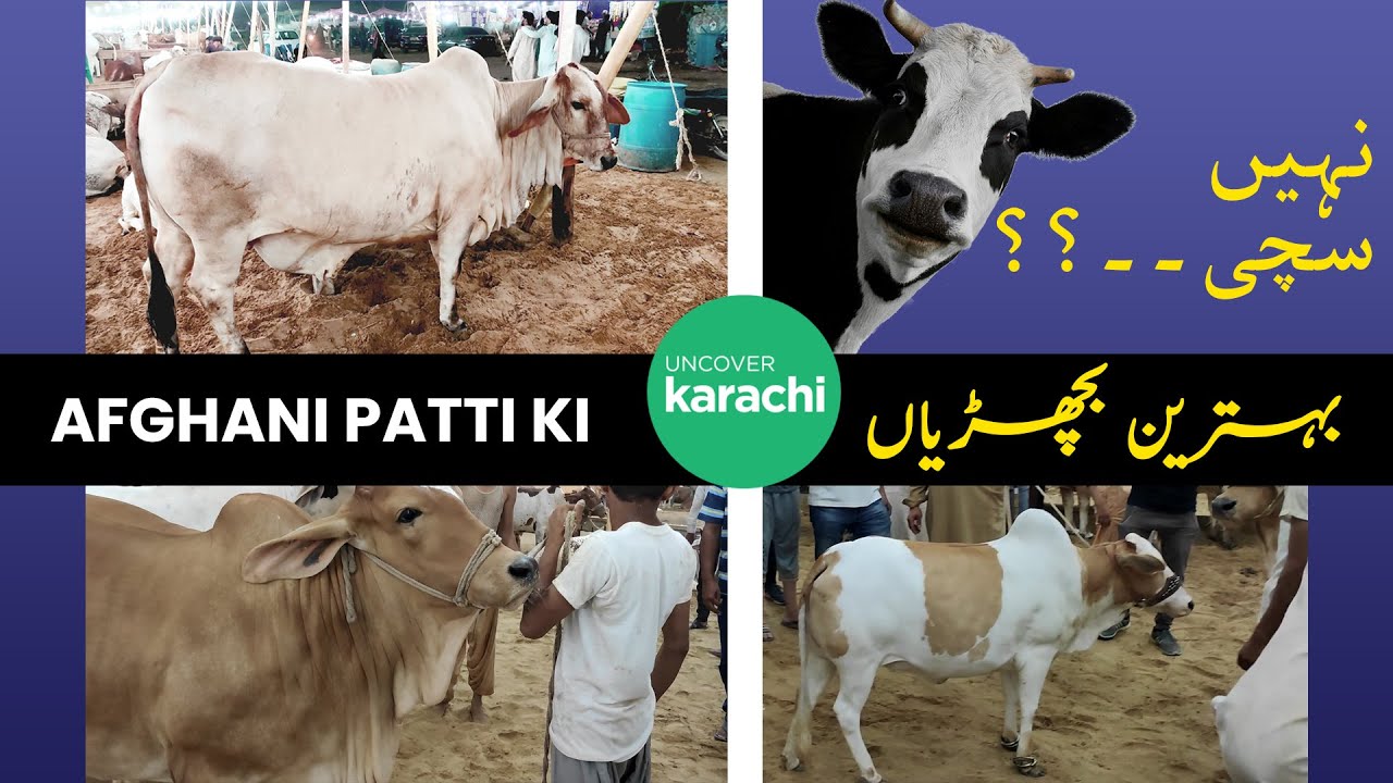 Sohrab Goth Mandi 2022 Rates And Bargaining | Afghani Patti Ki Famous Bachriyaan | Bakra Eid