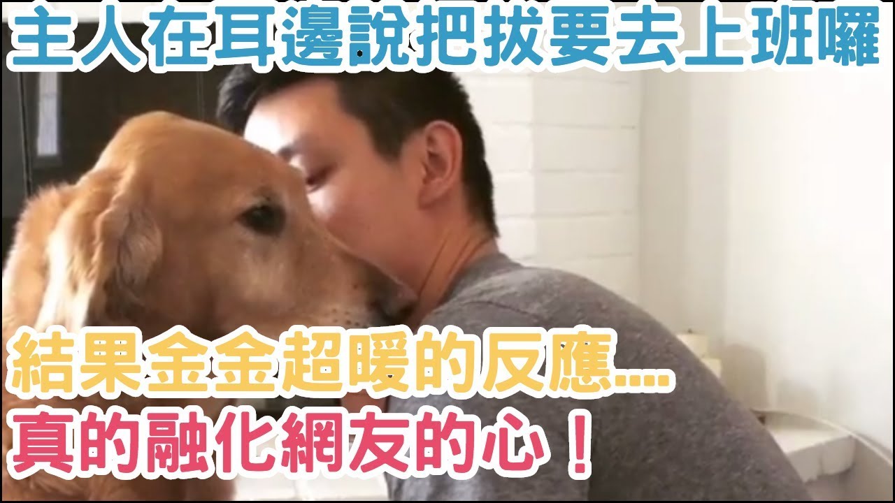 主人在金金耳邊說「把拔要去上班囉！」結果金金超暖的反應....真的融化網友的心！  【汪汪仙貝】