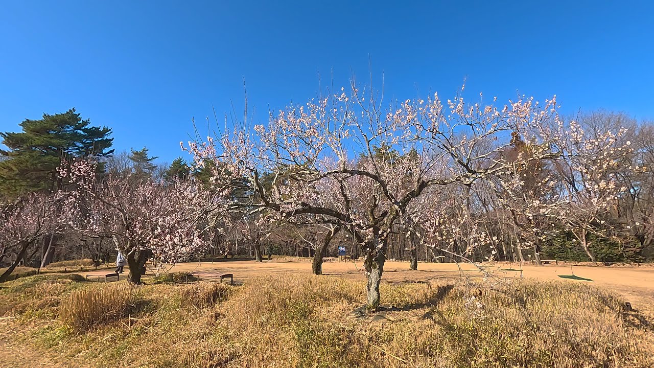 埼玉県　森林公園（2026　0204）梅林と福寿草