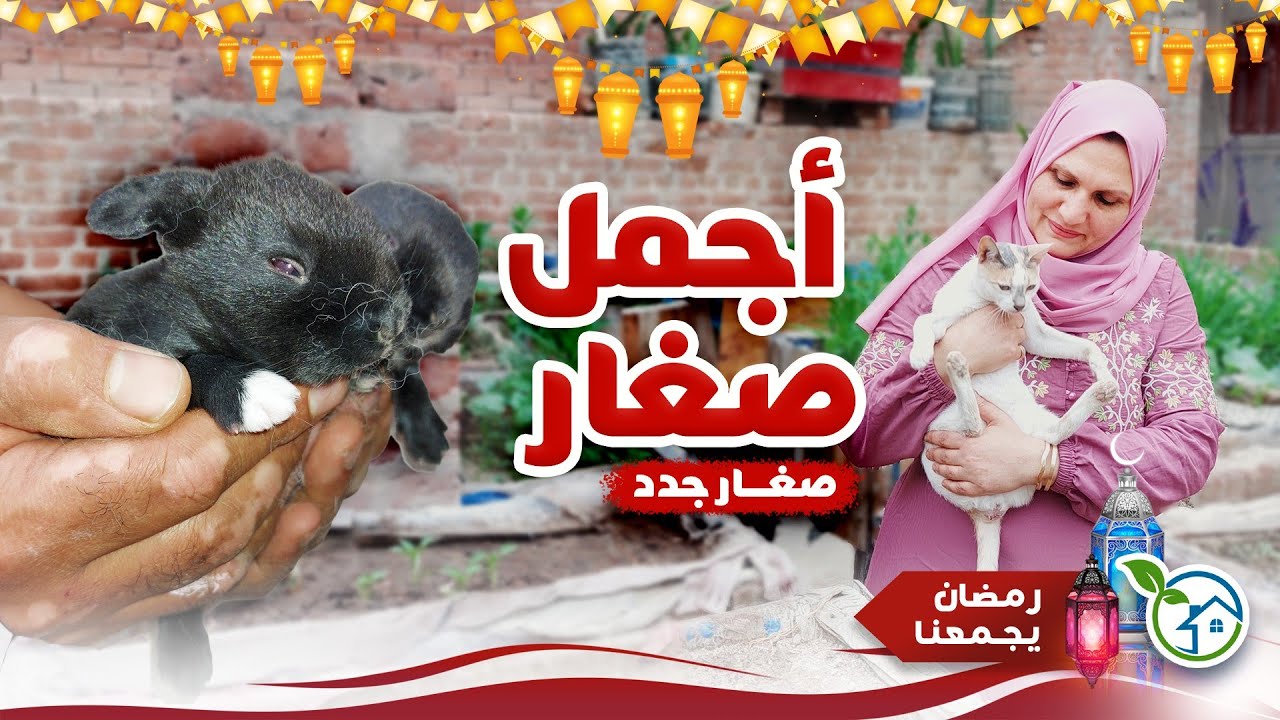 أجمل صغار أرانب ورومى وبداية ثمار الكوسة   