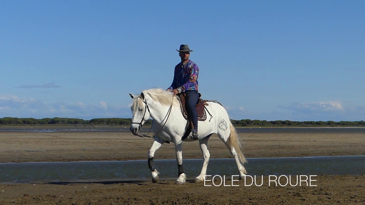Equitation en Camargue. Quels chevaux pour votre expérience équestre avec Florent MAINI.