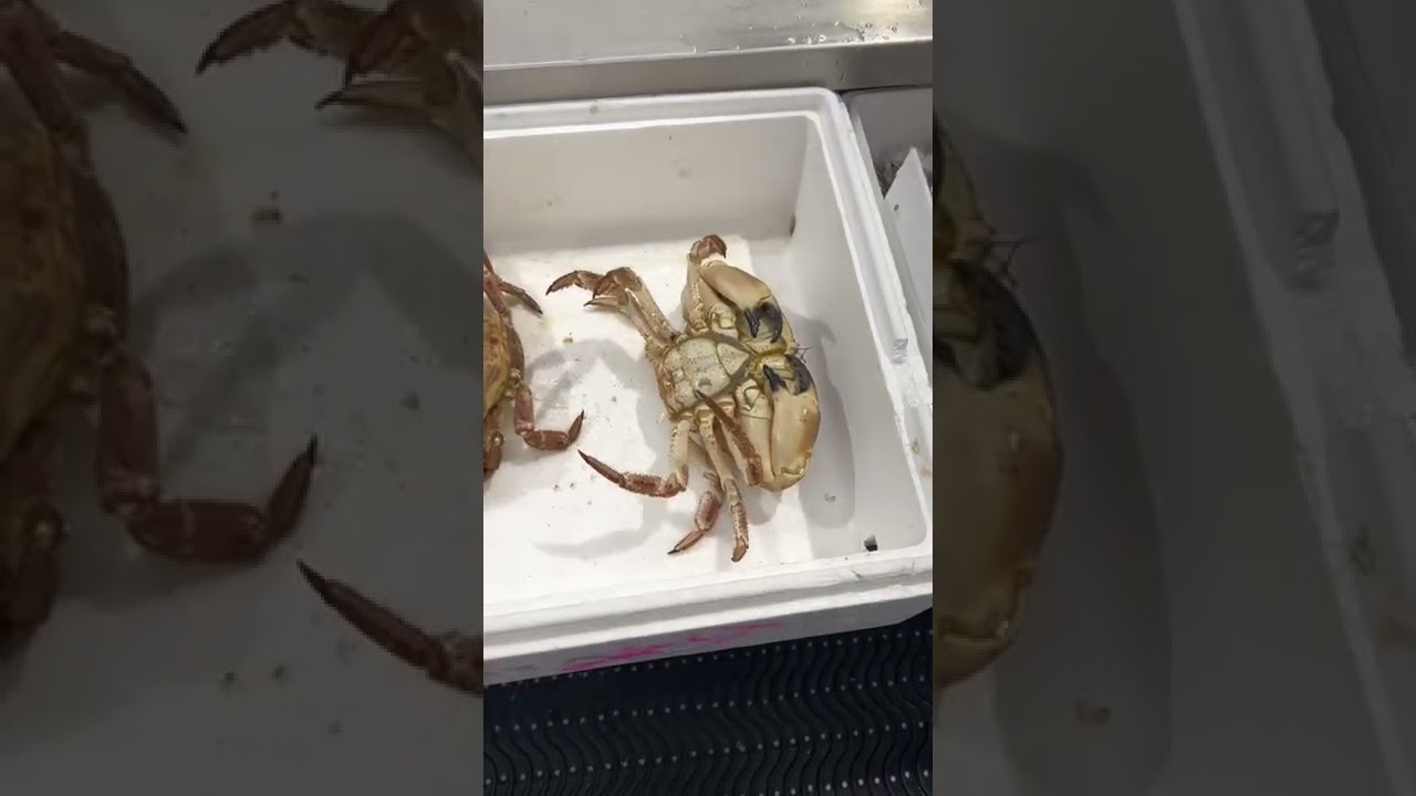 #chef #food #london #selling #live crabs
