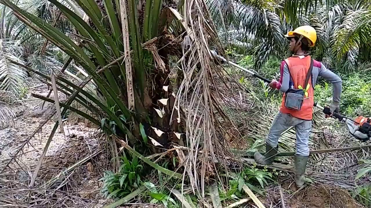 Pruning dengan Mesin Dodos untuk Pohon Rendah
