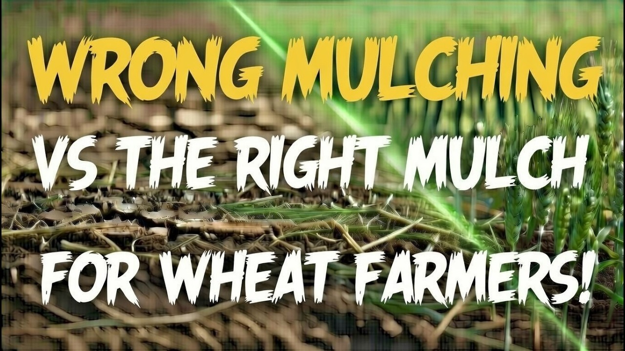 The Best & Worst Mulch for Wheat Farms 🌾 What Western Growers Must Know