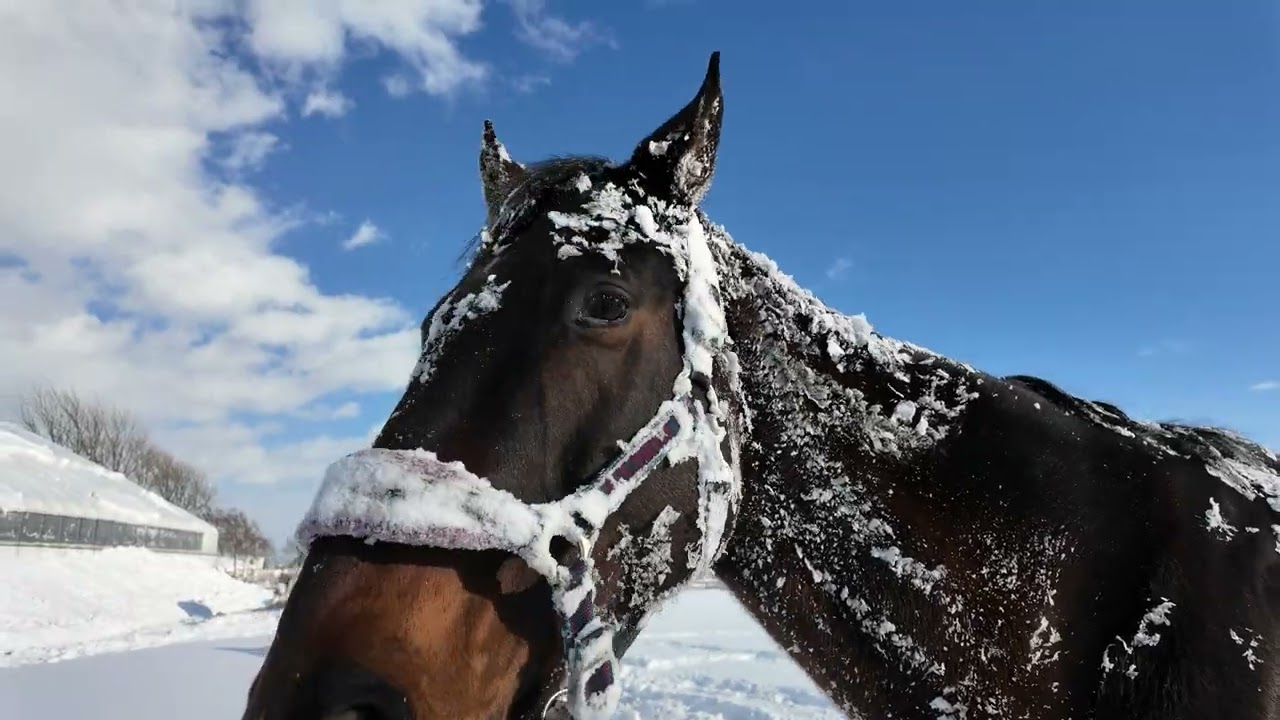 あーこっこ乗馬日記〜振り返り日記、こうして見ると、この冬は異常気象だなぁ、大雪と暖気が交互にくるぜ！