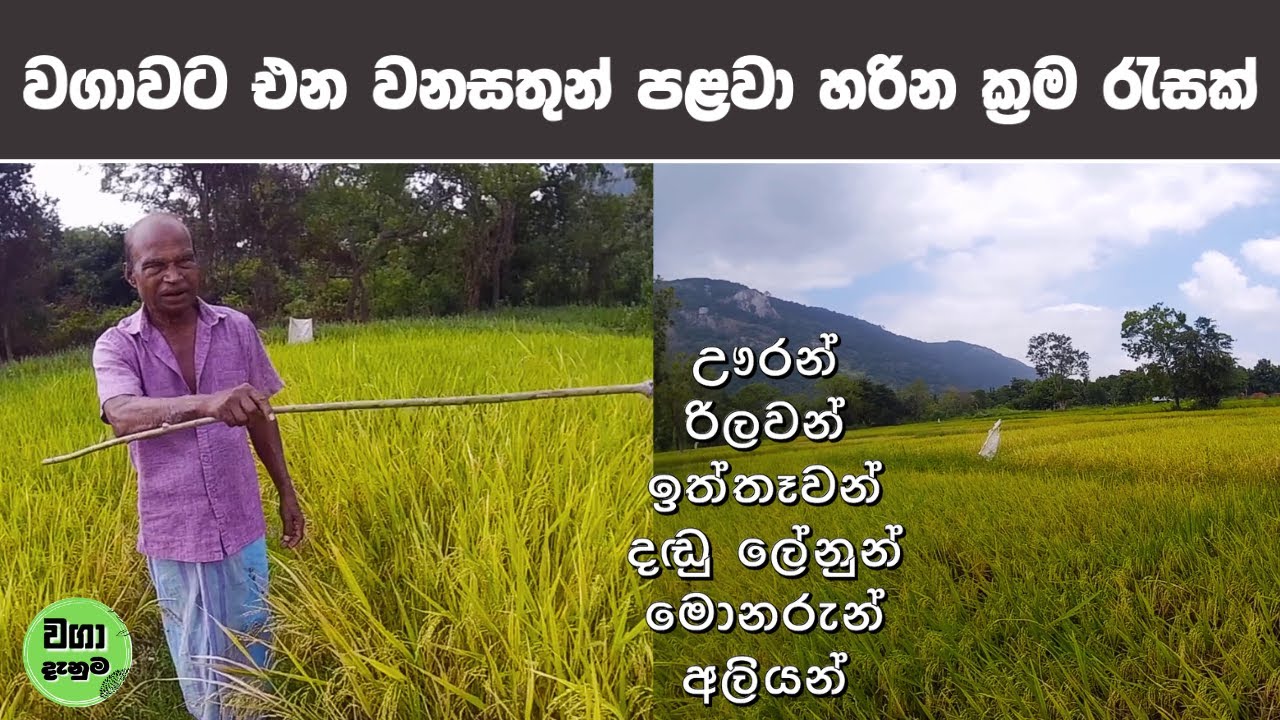 වගාවට එන වනසතුන් පලවා හරින ක්‍රම රැසක්  | Waga Danuma