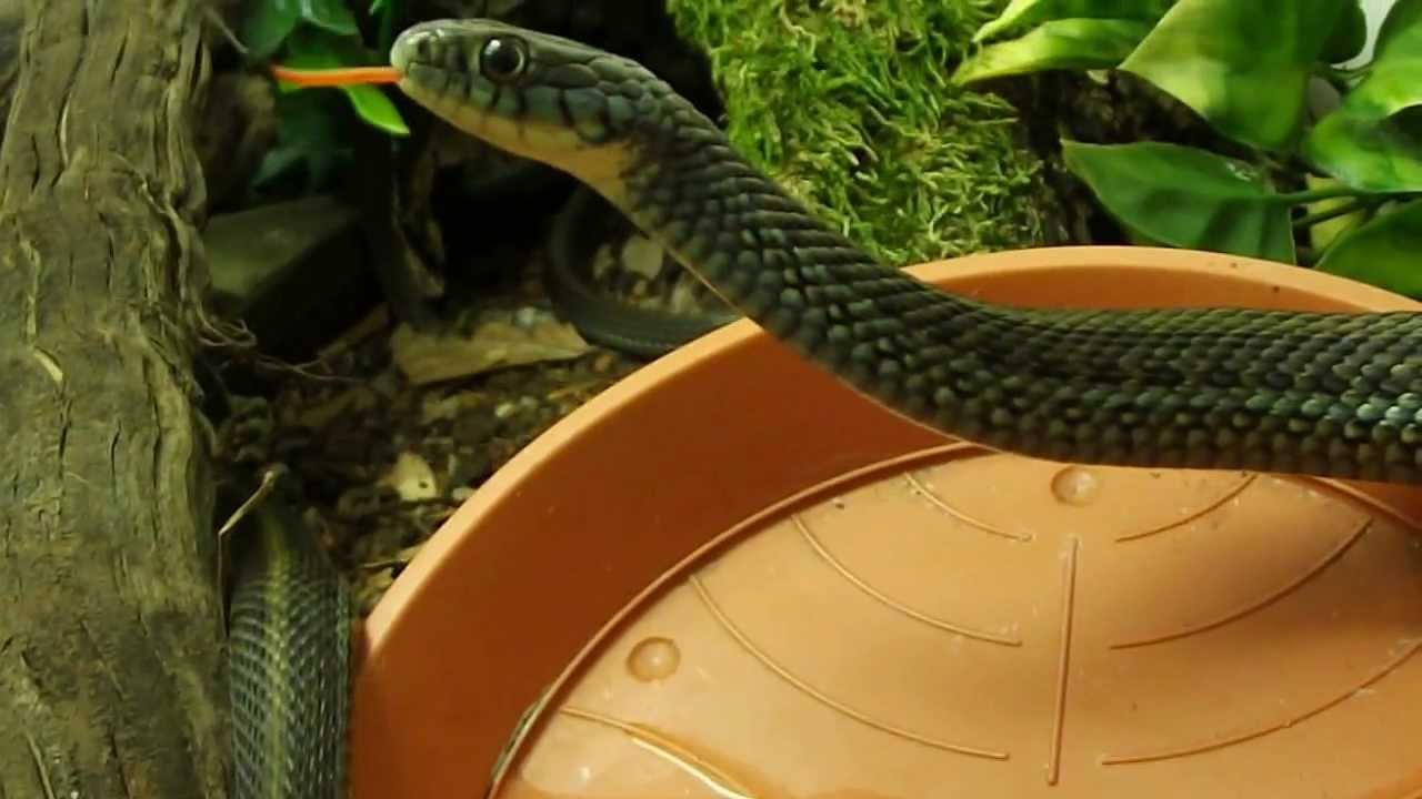 My Thamnophis eques obscurus pair