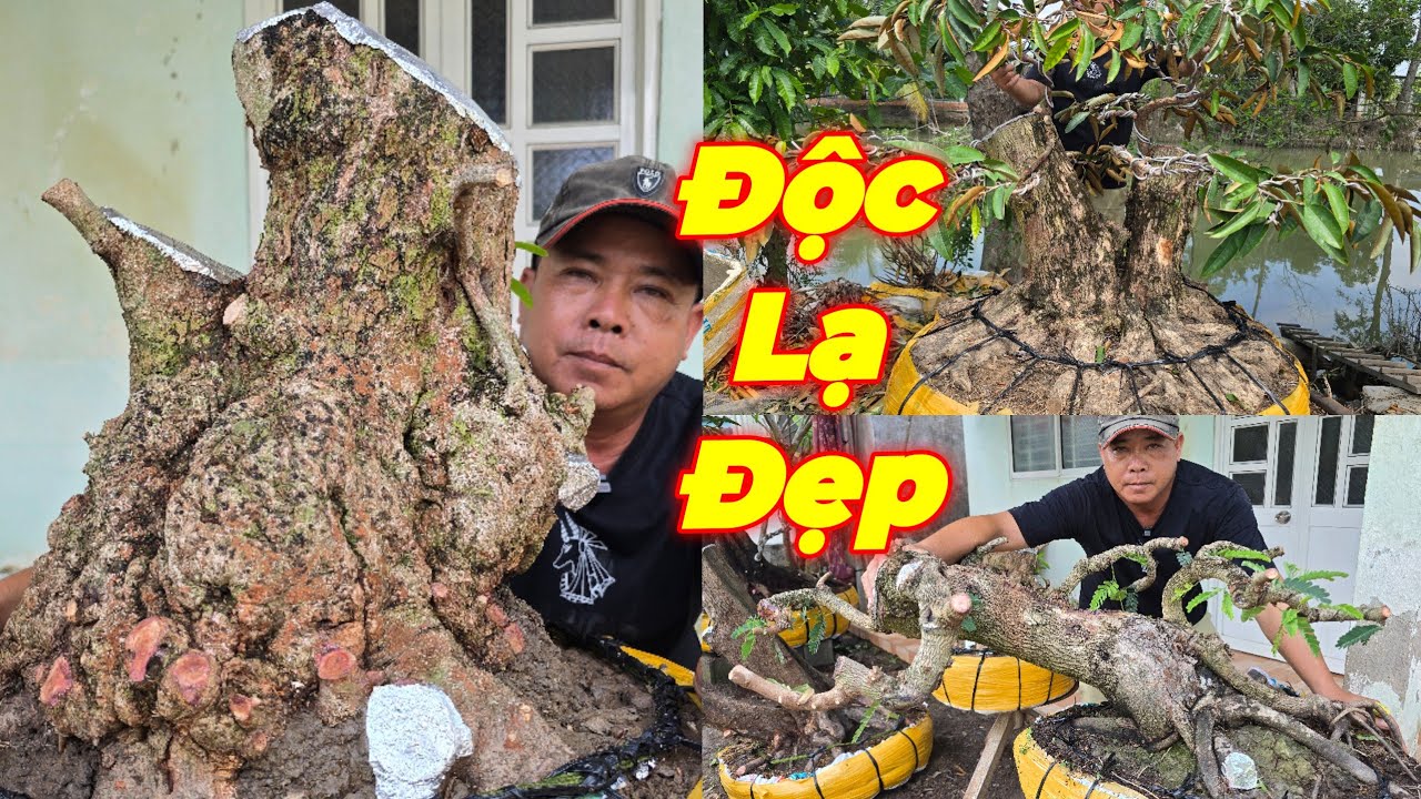 MR QUÝ | #0975929126 | ĐẶC BIỆT NỔ ĐỒNG TIỀN KHỦNG, LÊKIMA XƯA, ME THÁI, VÚ SỮA TÍM LỚN, KHẾ, NHÃN..