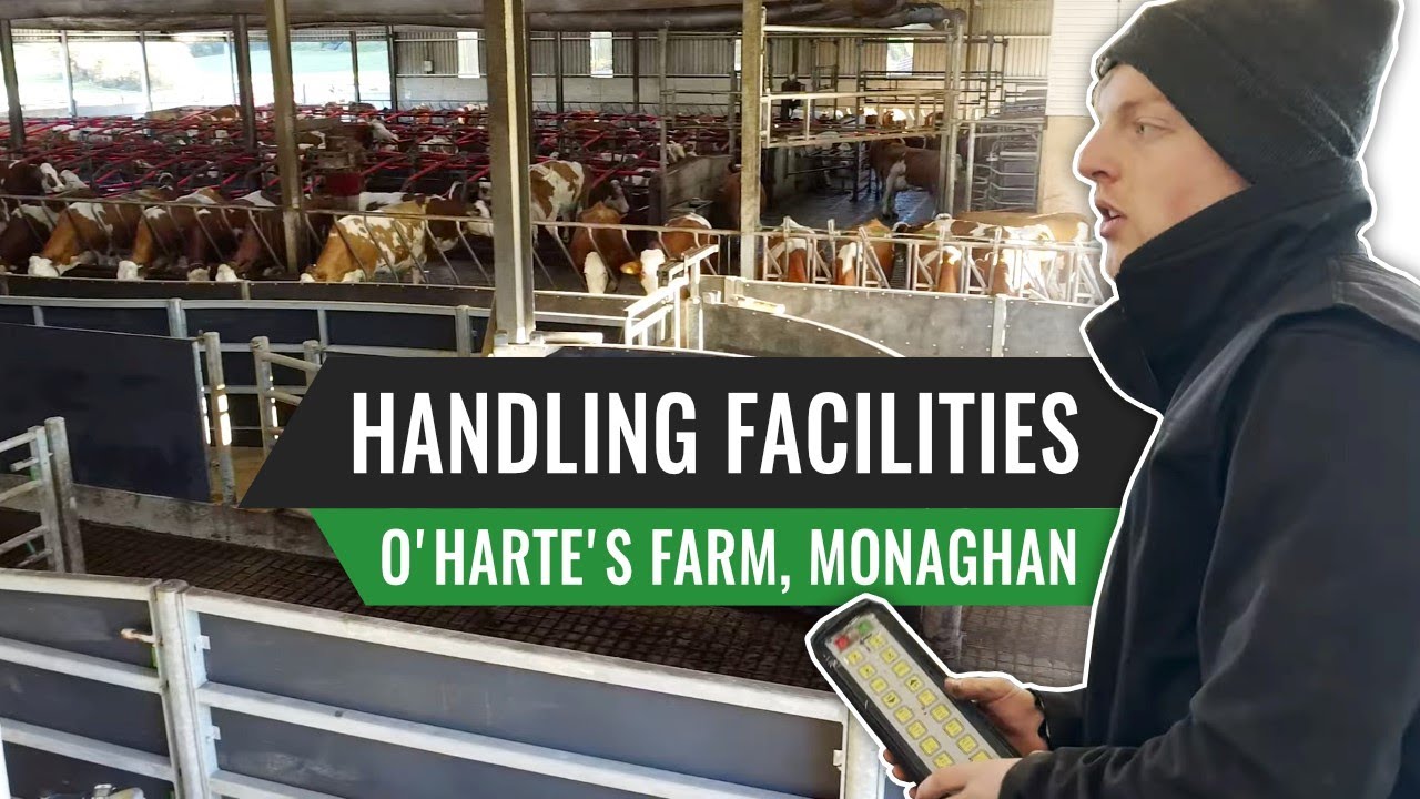Handling Facilities with O'Harte's Farm, Monaghan