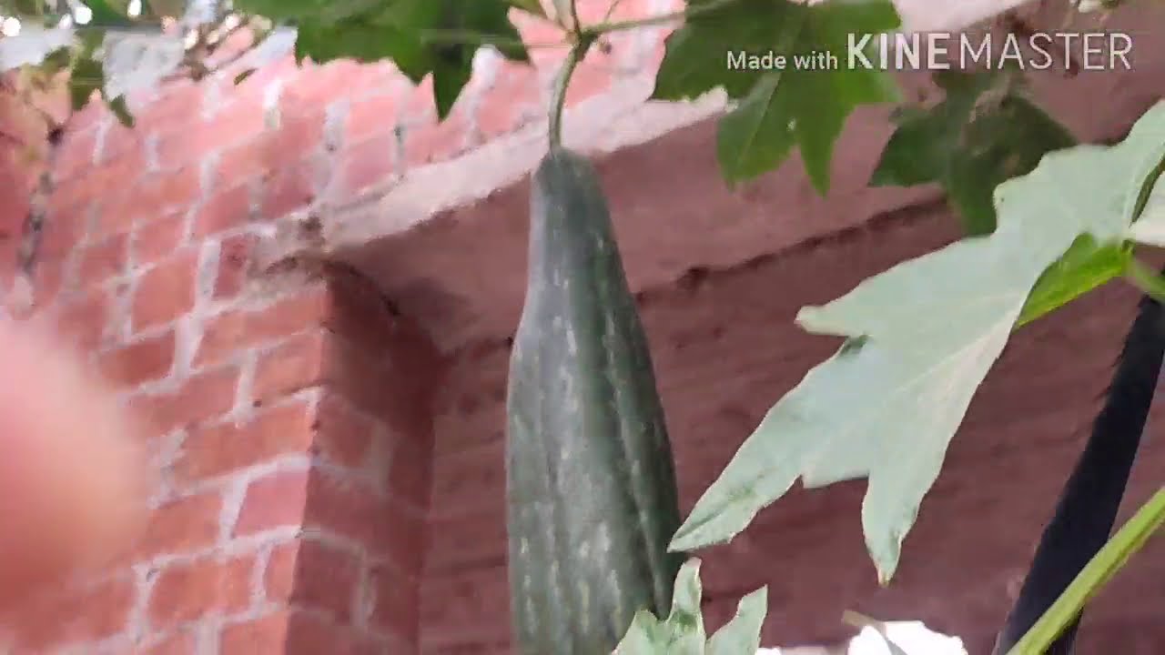 اسهل زرعه لوف قدام البيت  The easiest planted love in front of the house