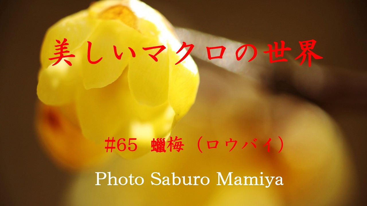 美しいマクロの世界＃65　蠟梅（ロウバイ）