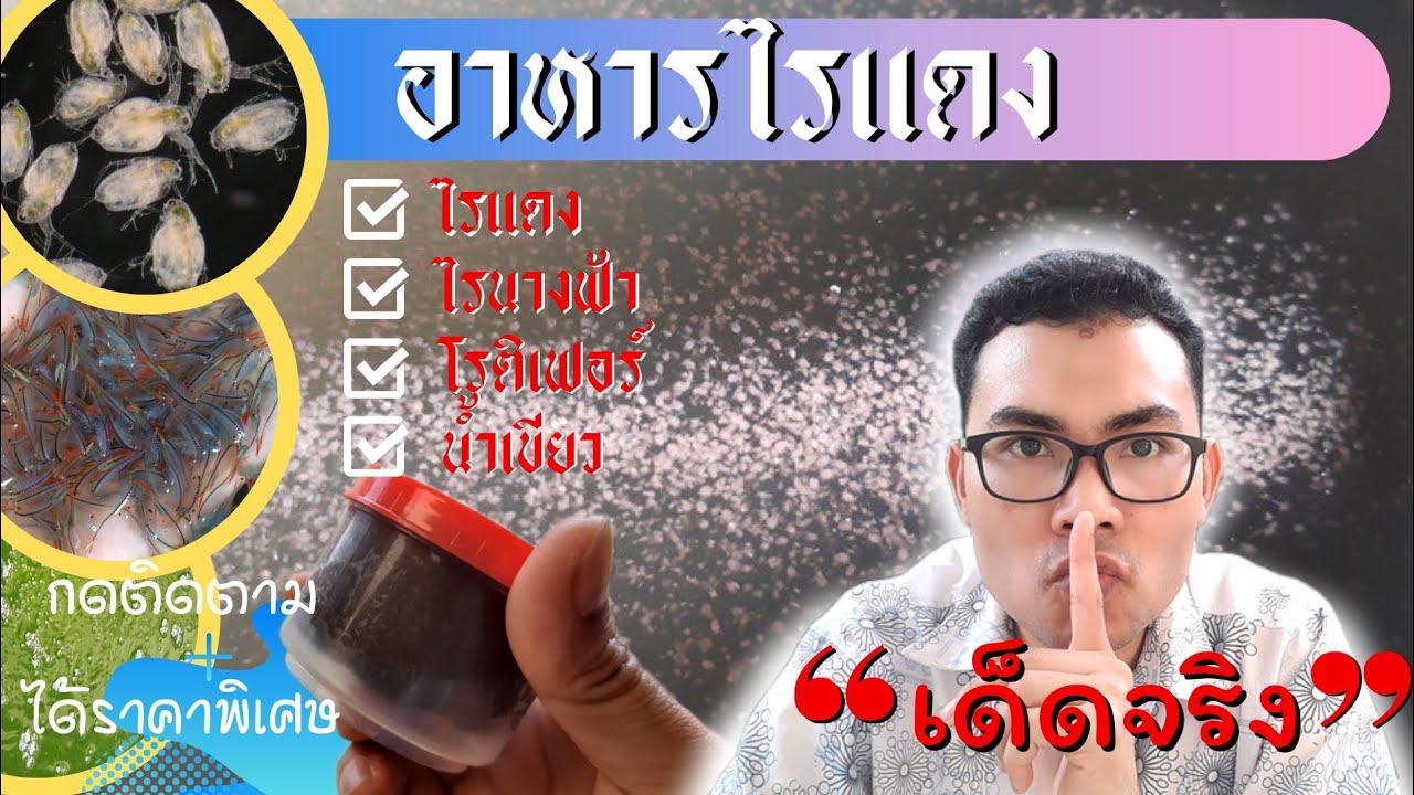 อาหารไรแดงชนิดก้อน ไรแดงน้ำใส ไม่ต้องตากแดด ใช้ง่าย ได้ผลดี ไรแดงบูม น้ำเขียวเข้ม โดย ปลากัดไทย