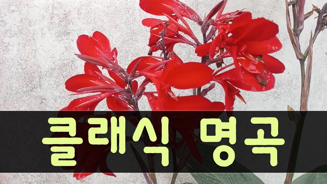 클래식 명곡 + 새소리 | 상쾌한 하루 시작 🌻🌻🌻