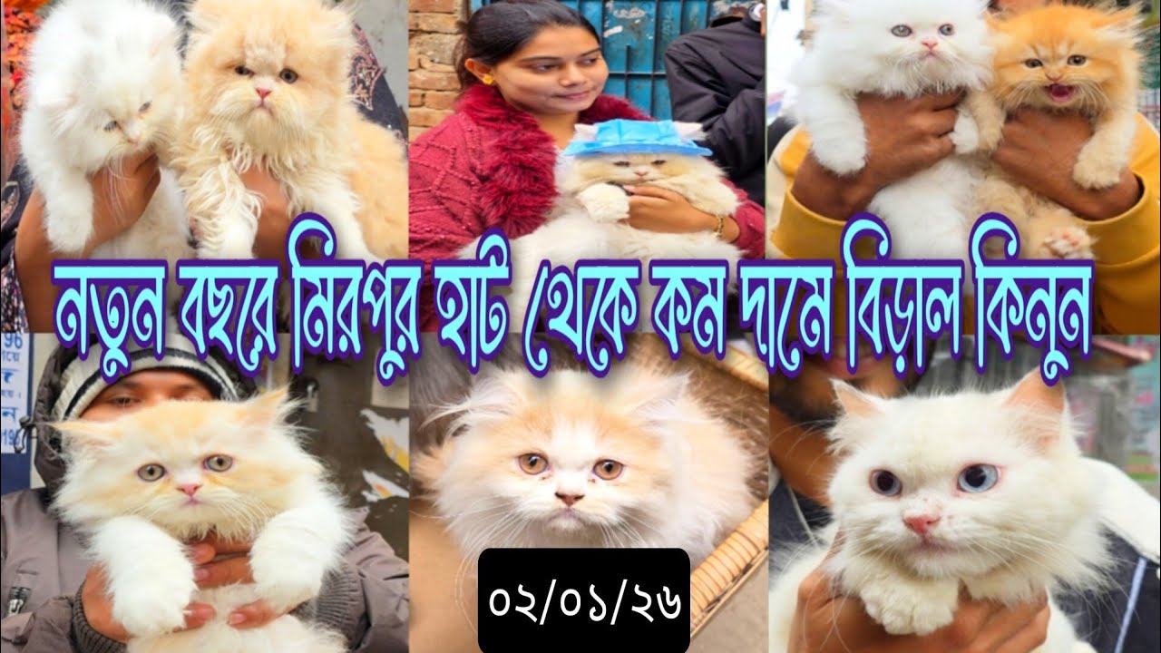বছরের ১ম হাট, কম দামে বিড়াল কিনুন মিরপুর হাট থেকে | ০২/০১/২৫, #cat #pets #persian #animals 