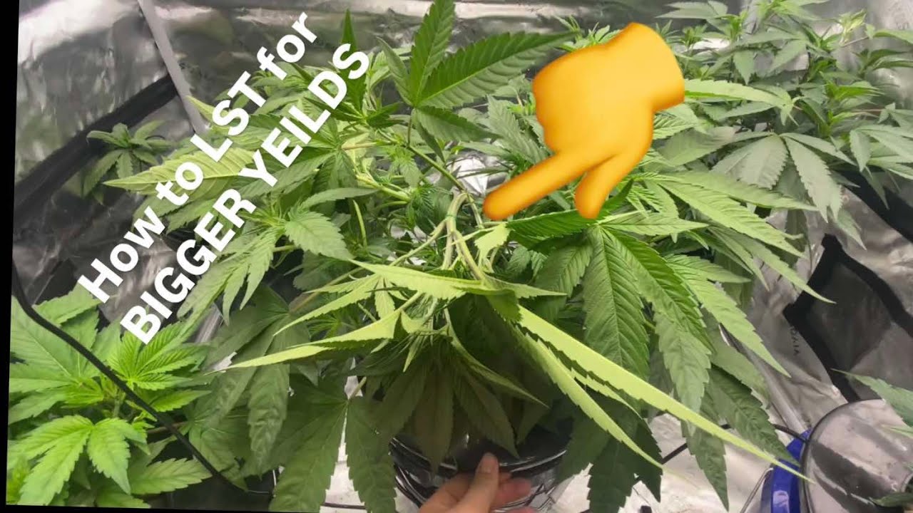 how to LST for BIGGER YIELDS!!!