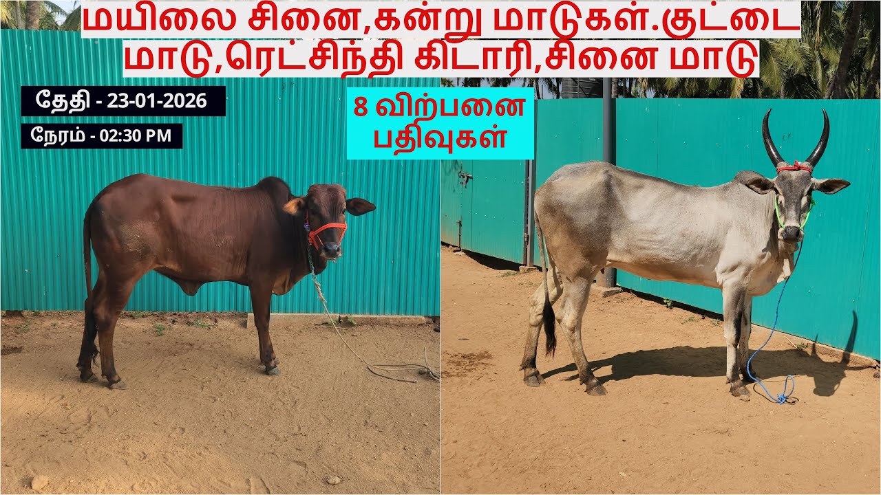 8-விற்பனை பதிவுகள்.மயிலை சினை,கன்று மாடுகள்.குட்டை மாடு,ரெட்சிந்தி கிடாரி,சினை மாடு.