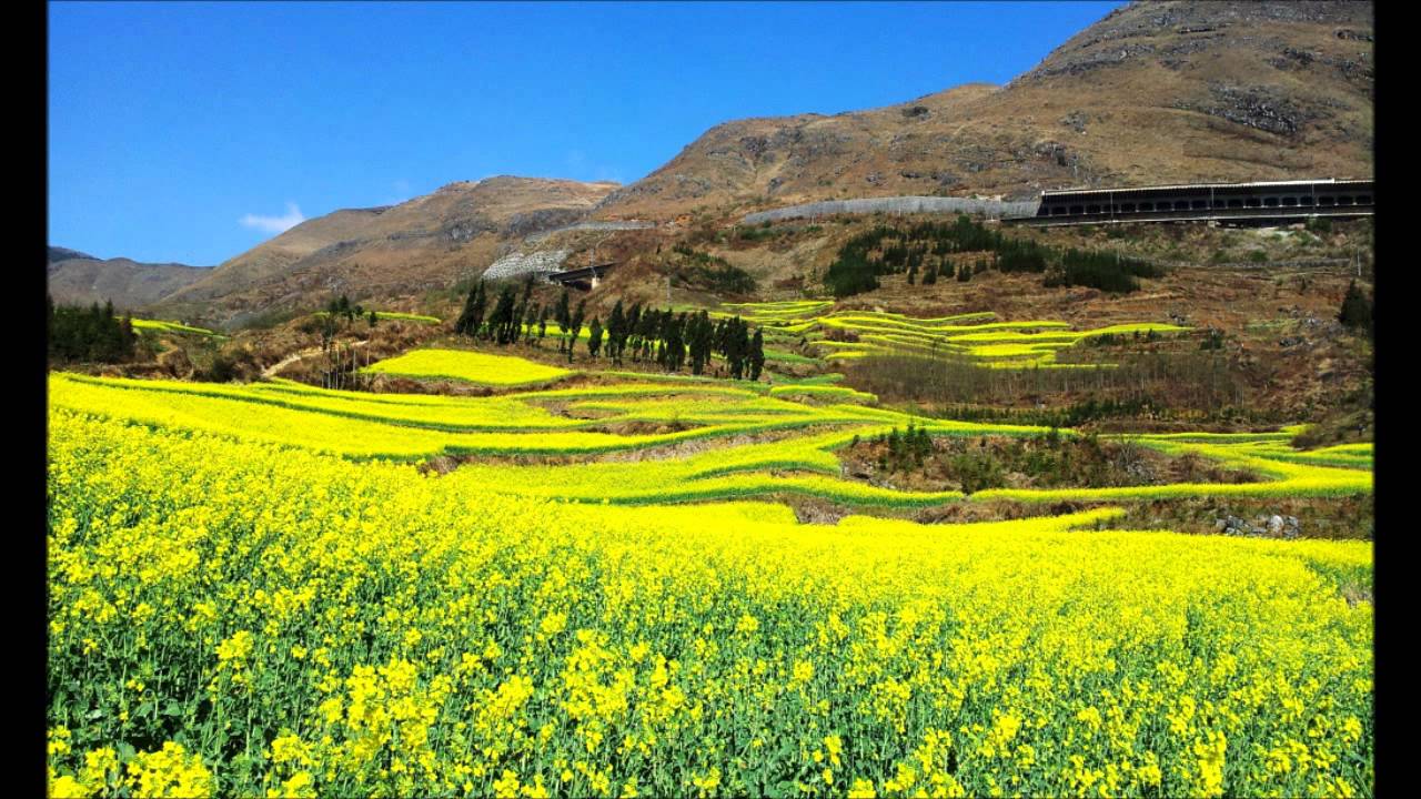 雲南羅平油菜花田之.......瘋攝之旅 !!!