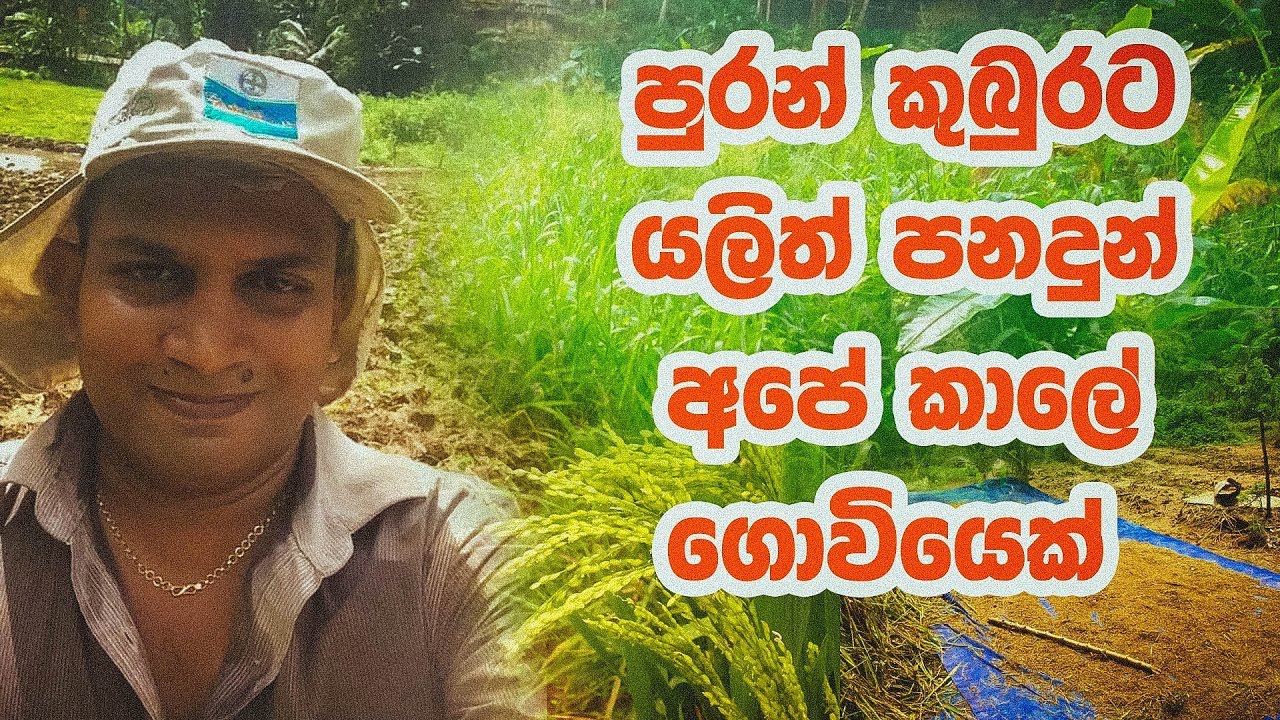 Sri Lankawe Puran kuburu aswaddamu පුරන් කුබුරු අස්වැද්දුම