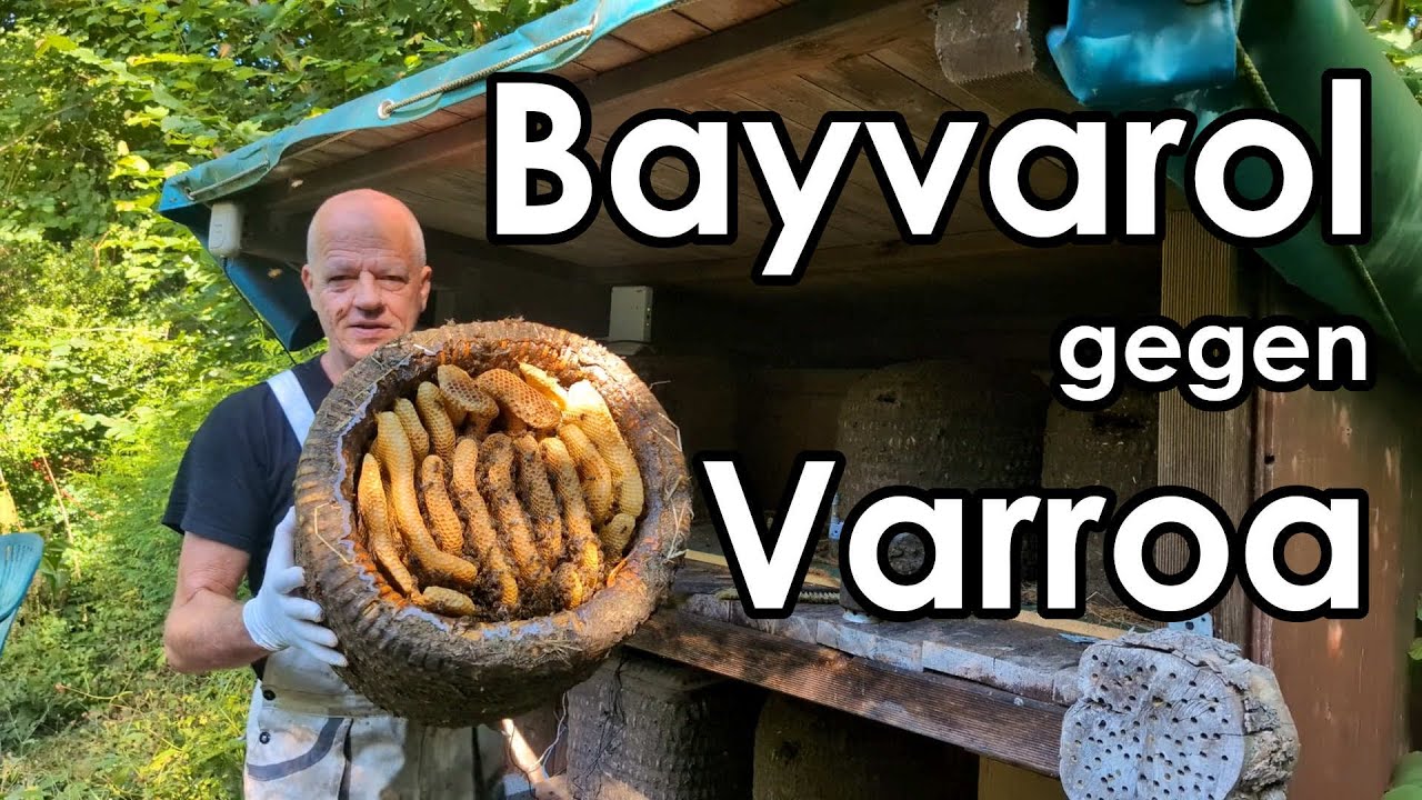 Varroabehandlung: Bayvarol-Streifen gegen Varroa f&uuml;r Bienen - Hier: Korbimkerei Heideimkerei