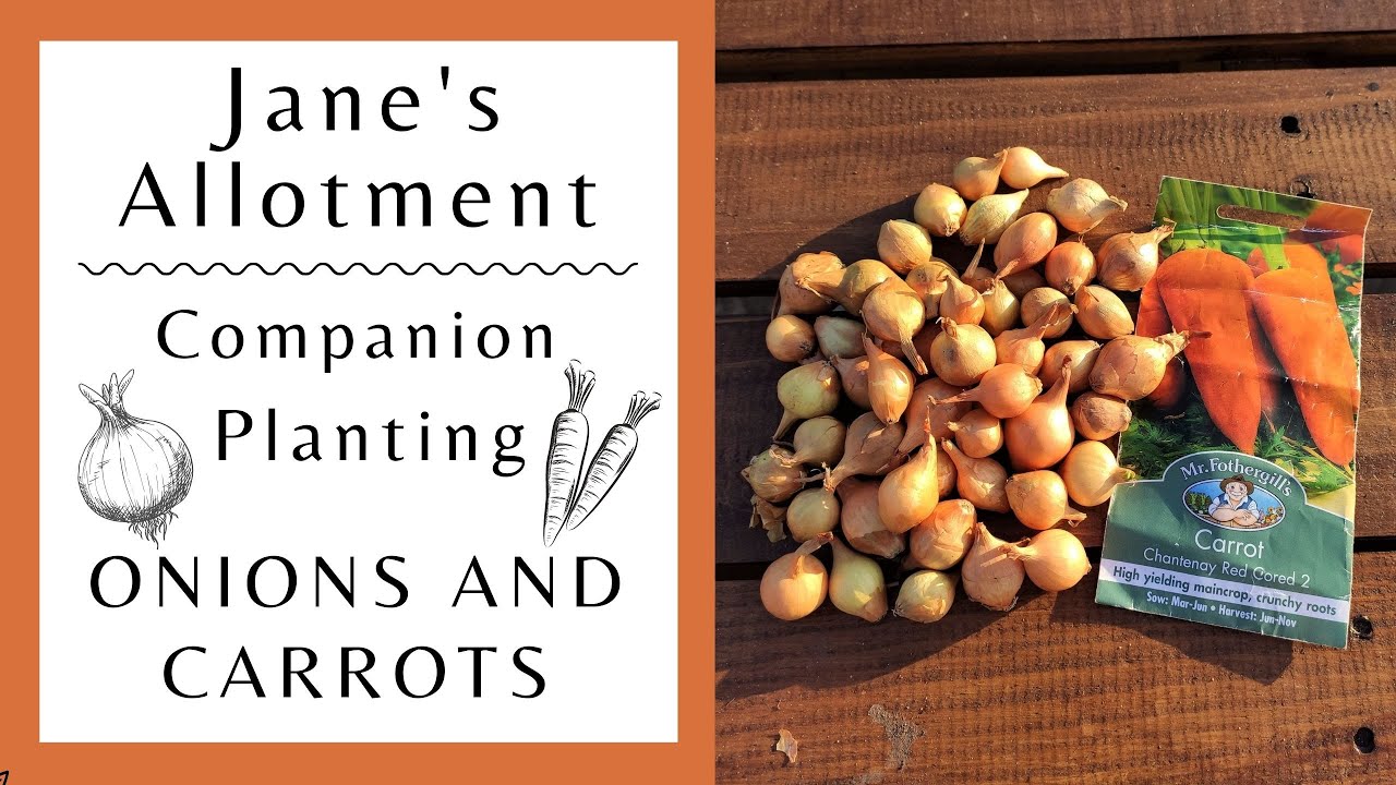 Companion Planting   onions and carrots