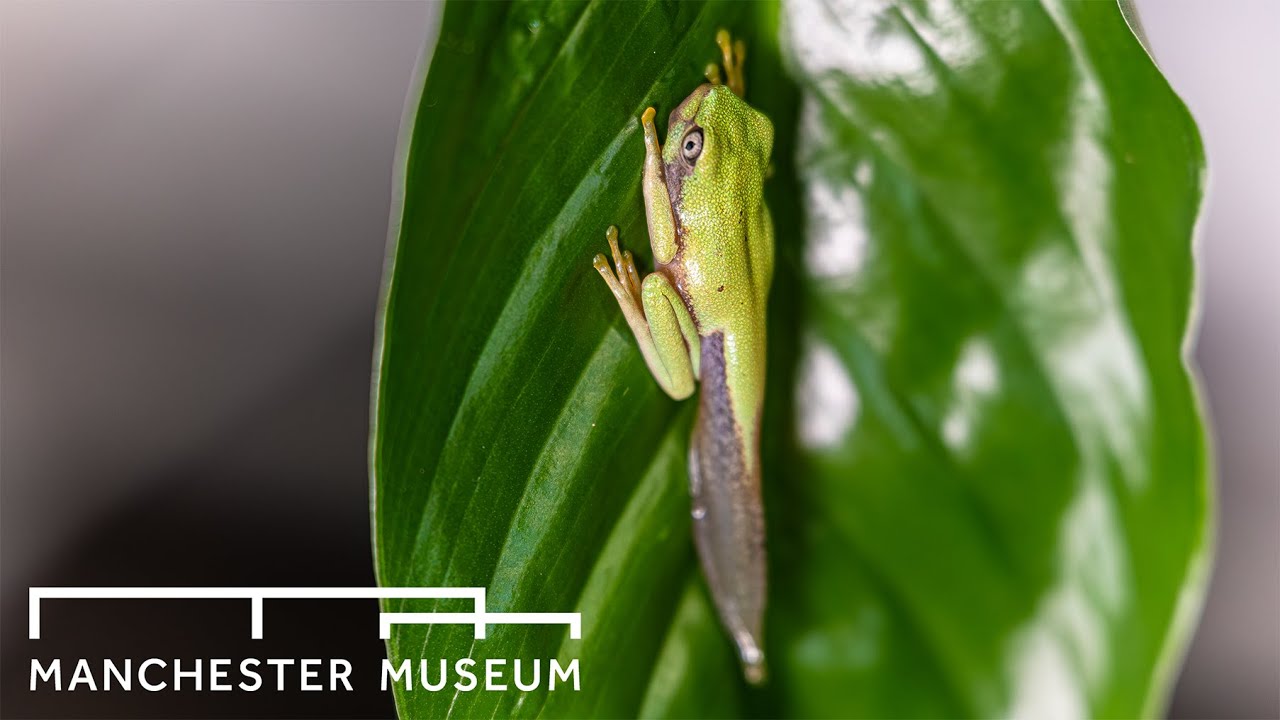 Lemur Leaf Frogs | Manchester Museum