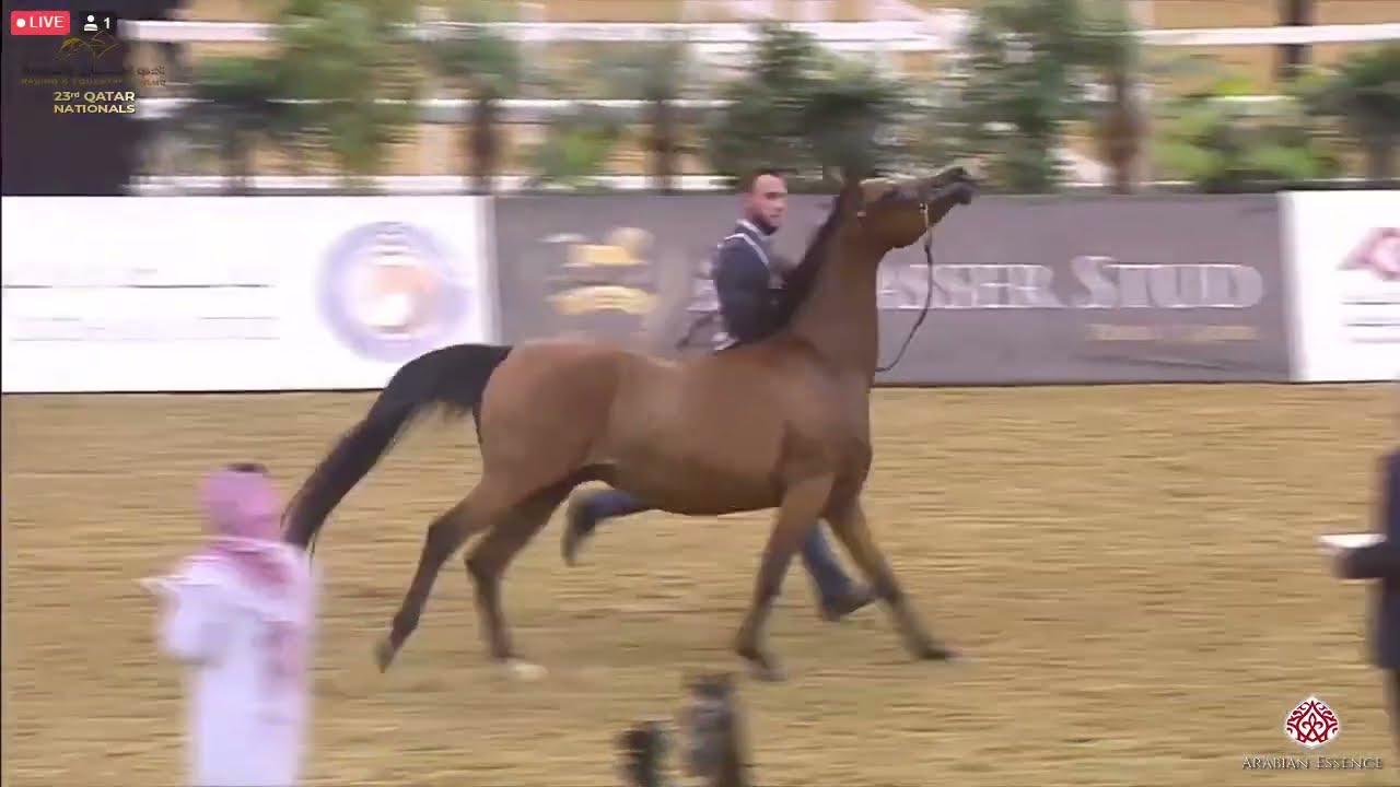 N389 MISS MARWAN PA - 23rd Qatar National Arabian Horse Show - Mares 7-10 Years Old (Class 10)