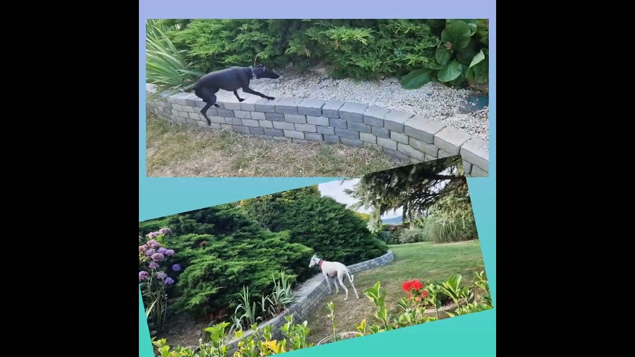 Une Greyhound, deux Galgas, une whippet et une Petite Lévrier Italien.