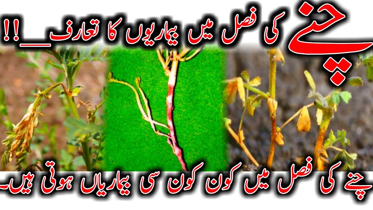 Diseases of chickpea crop | Diseases Control | Fungal Diseases | Bacterial Diseases | Viral diseases