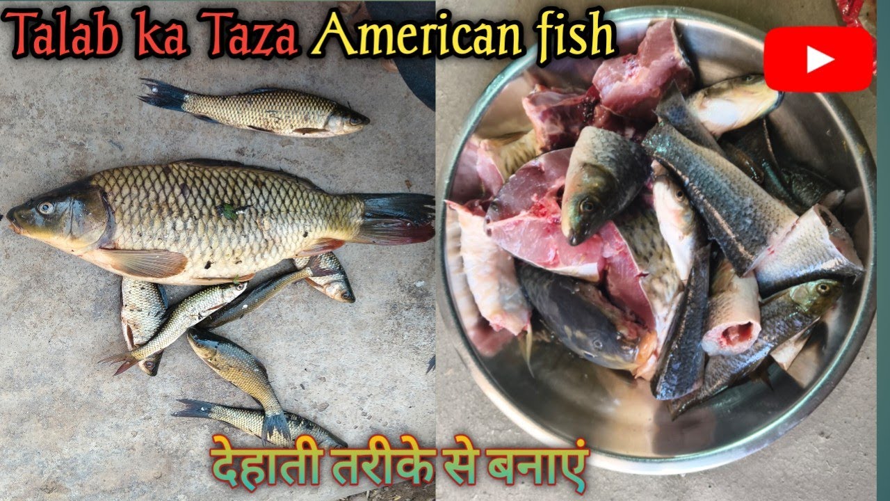 Talab se pakre taza American fish!! देहाती तरीके से बनाएं मछली चावल @Crazywalaboys #fish 