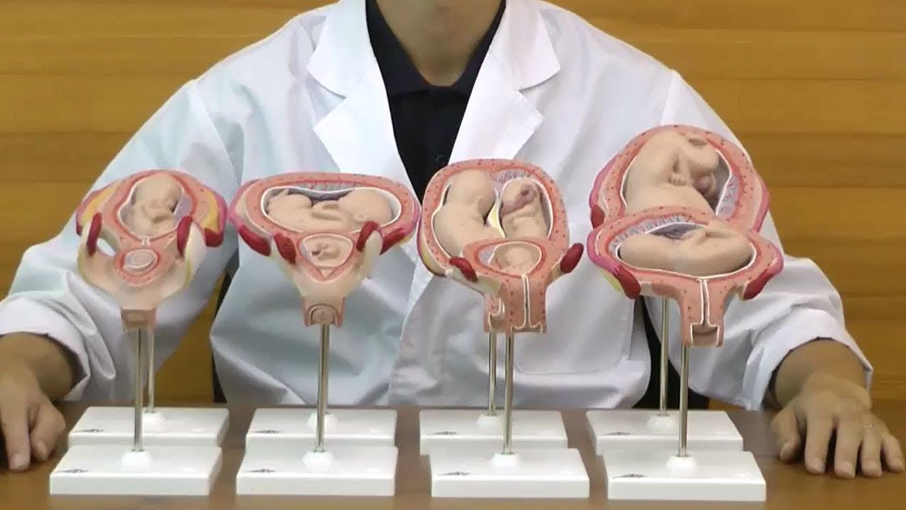 妊娠1ヶ月からの子宮と胎児の発育過程を確認できる模型セット│L10