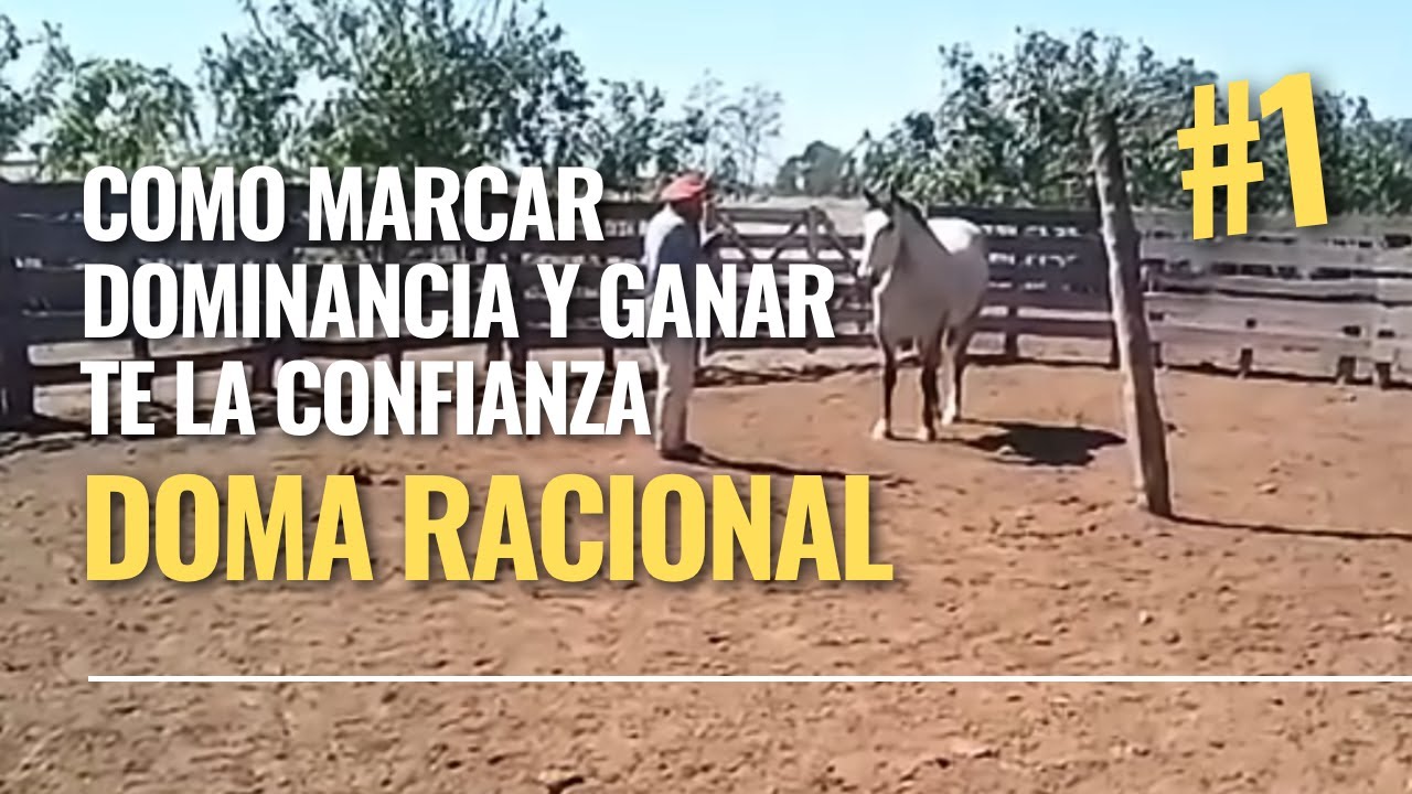 Cómo Marcar Dominancia y Ganarte la Confianza de un Caballo Salvaje - PARTE 1