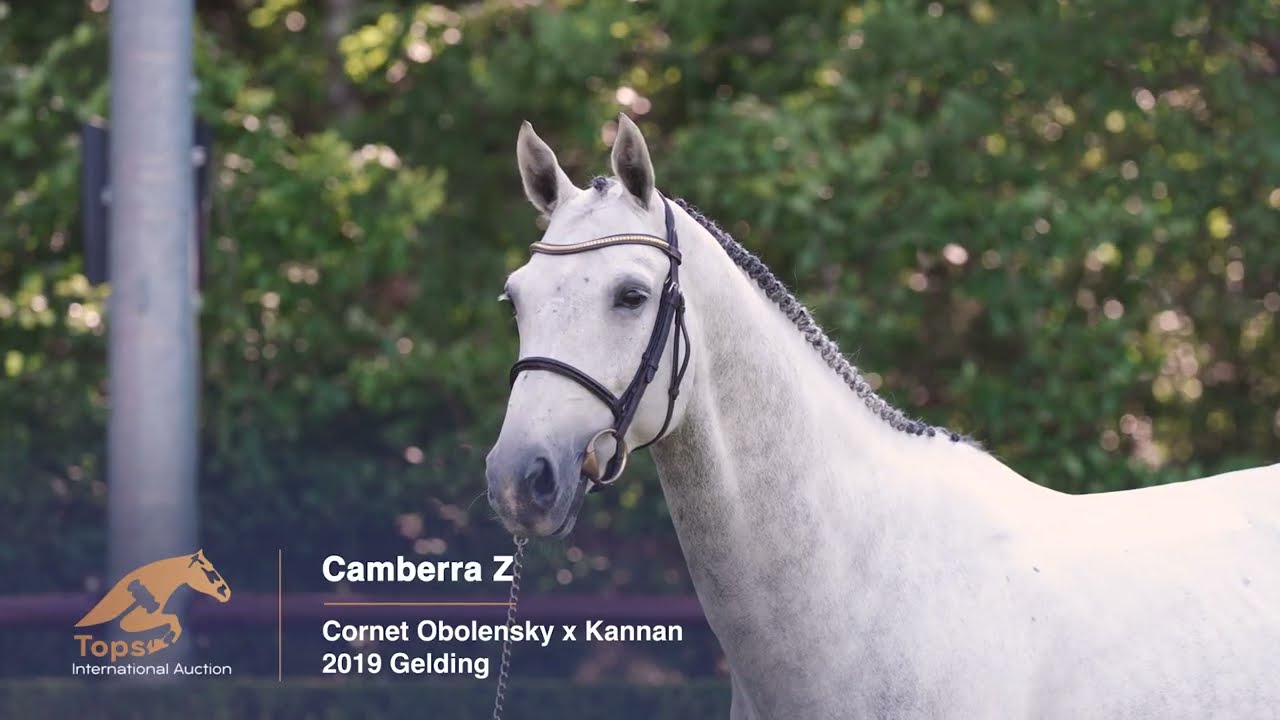 Camberra Z | TOPS INTERNATIONAL AUCTION