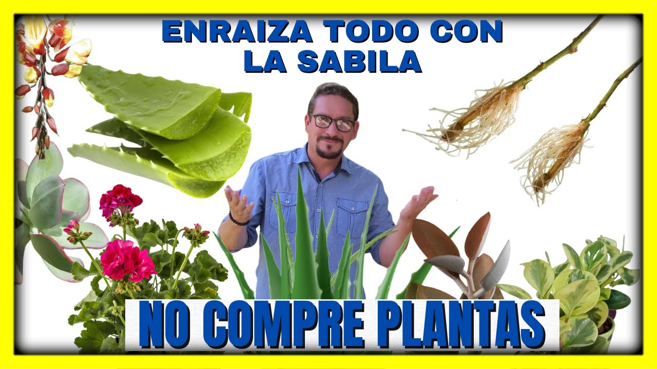 🤩 COMO ENRAIZAR CON SABILA Ó ALOE VERA, 😱CUALQUIER tipo de PLANTA | Gio de la Rosa